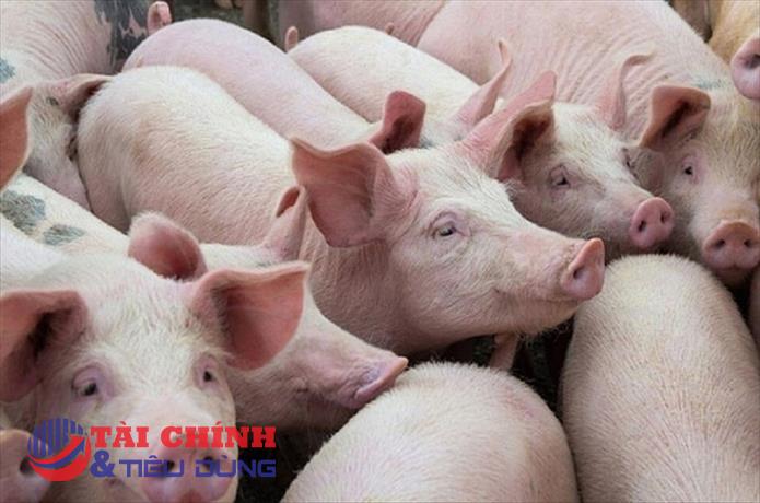 Giá heo hơi hôm nay 13/11: Tiếp tục giảm nhẹ, dao động từ 51.000 - 58.000 đồng/kg