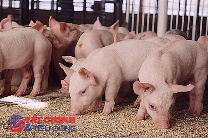 Giá heo hơi hôm nay 16/11: Tiếp đà giảm từ 1.000 - 3.000 đồng/kg