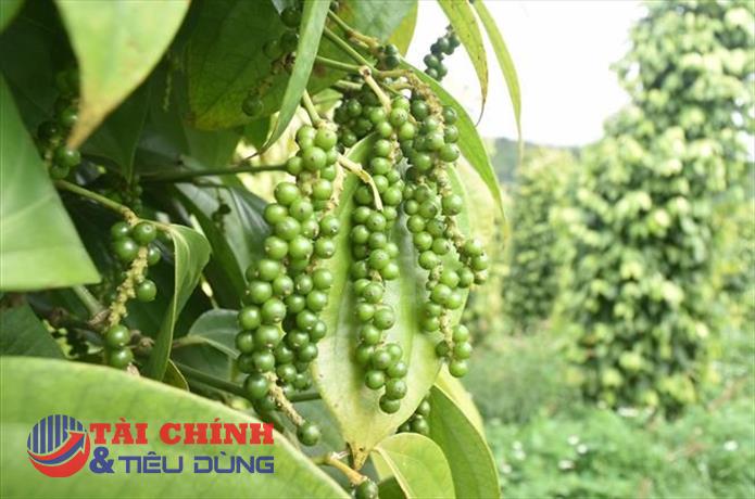 Giá tiêu hôm nay 16/11: Trong nước đi dao động từ 58.000 - 61.500 đồng/kg