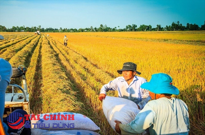 Giá lúa gạo hôm nay 16/11: Lúa OM 18 tăng 300 đồng/kg