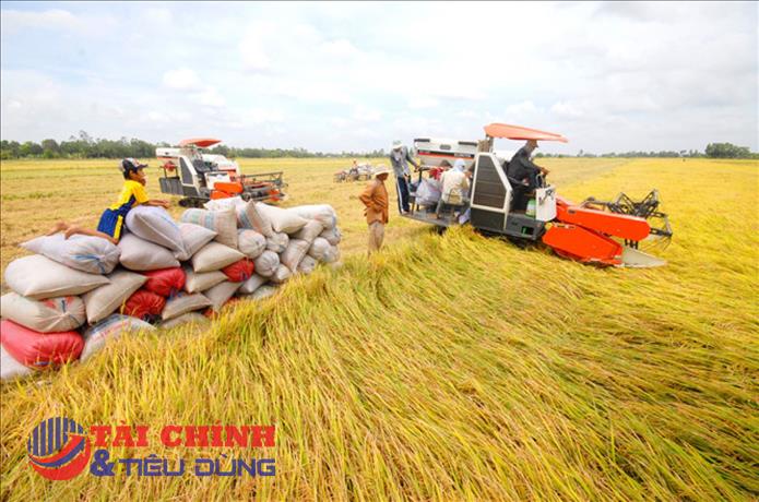 Giá lúa gạo hôm nay 18/11: Giá gạo nguyên liệu, thành phẩm tiếp tục điều chỉnh giảm