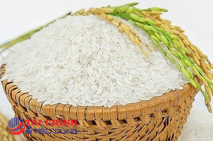 Giá lúa gạo hôm nay 20/11: Thị trường giao dịch ổn định