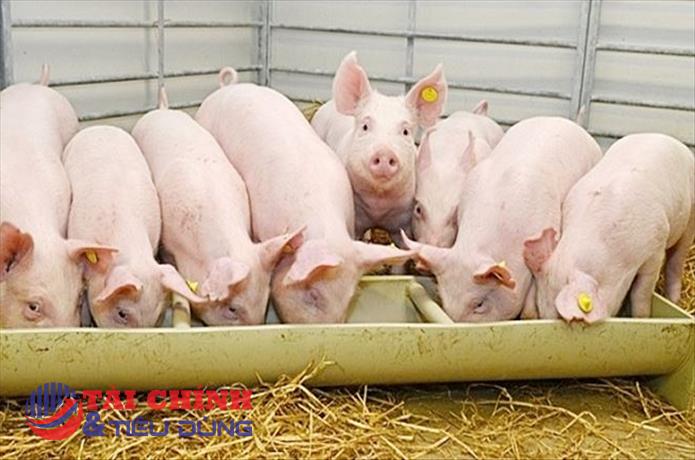 Giá heo hơi hôm nay 30/11: Không ghi nhận biến động trên cả nước