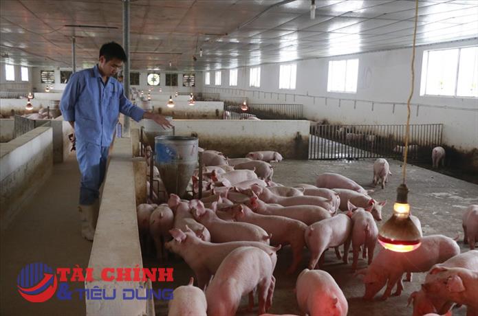 Giá heo hơi hôm nay 2/12: Giảm 1.000 đồng/kg rải rác một vài nơi