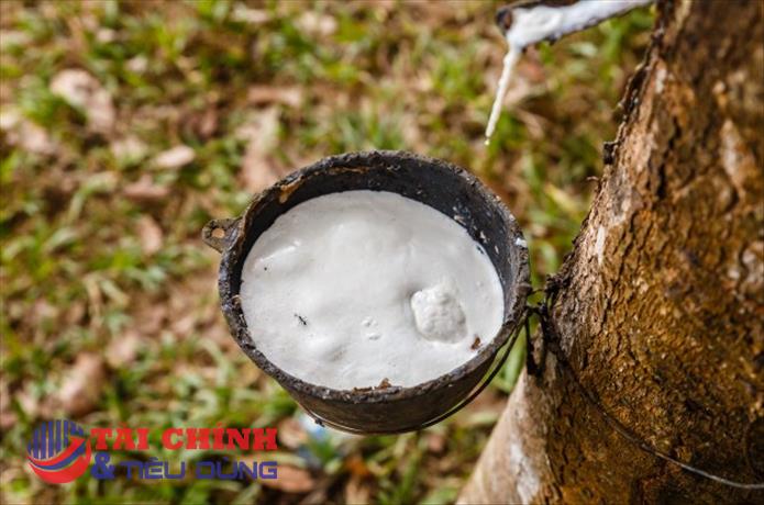 Giá cao su hôm nay 5/12: Cao su biến động trái chiều