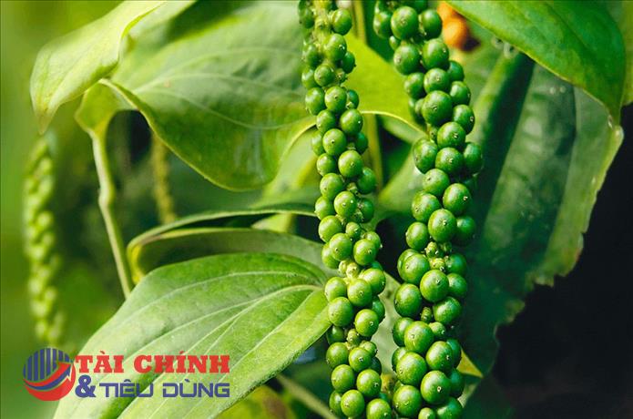 Giá tiêu hôm nay 7/12: Tiếp tục xu hướng đi ngang, hàng tồn kho giảm