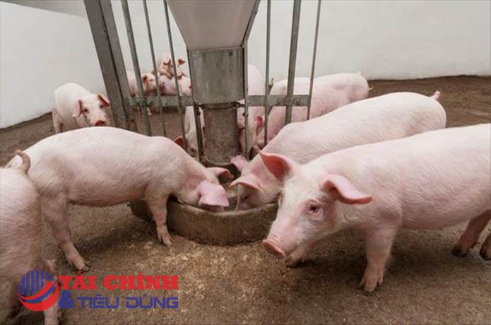 Giá heo hơi hôm nay 7/12: Biến động trái chiều từ 1.000 - 2.000 đồng/kg