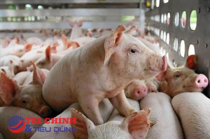 Giá heo hơi hôm nay 11/12: Giảm 1.000 đồng/kg ở cả 3 miền