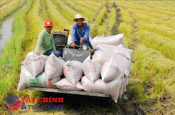 Giá lúa gạo hôm nay 16/12: Không có biến động