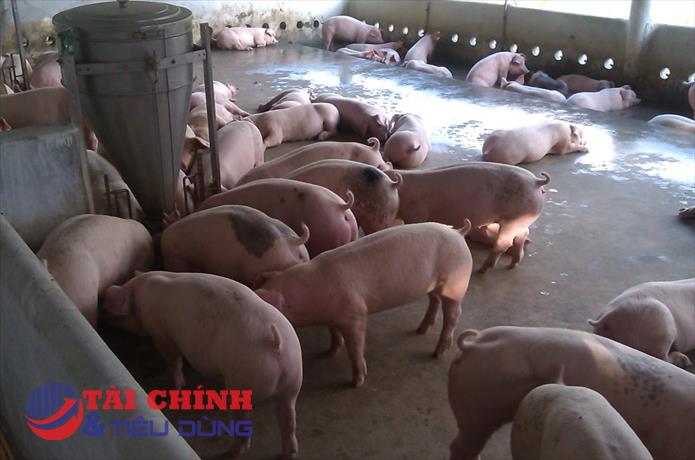 Giá heo hơi hôm nay 16/12: Giảm 2.000 đồng/kg tại khu vực miền Nam