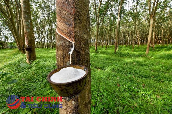 Giá cao su hôm nay 16/12: Biến động trái chiều