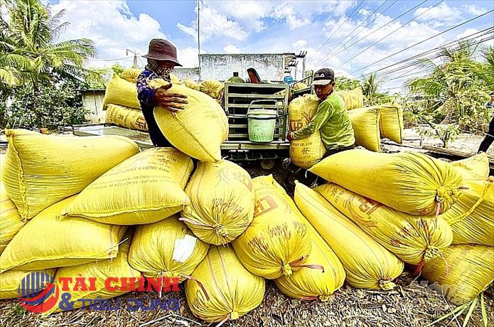 Giá lúa gạo hôm nay 17/12: Tiếp tục tăng cao do nguồn cung giảm