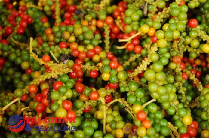 Giá tiêu hôm nay 20/12: Mất mốc 60.000 đồng/kg