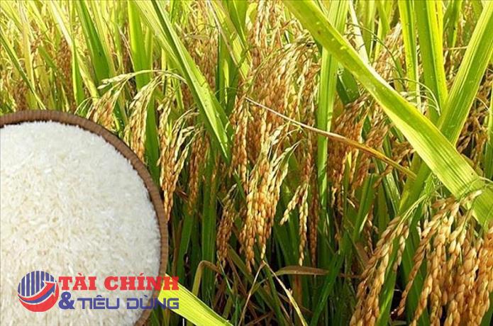 Giá lúa gạo hôm nay 21/12: Tiếp tục xu hướng đi ngang tại Đồng bằng sông Cửu Long