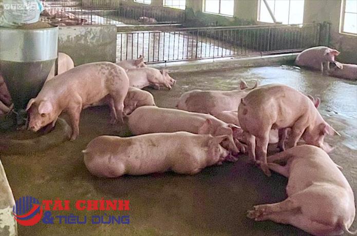 Giá heo hơi hôm nay 21/12: Giữ ổn định ở hầu khắp các tỉnh thành
