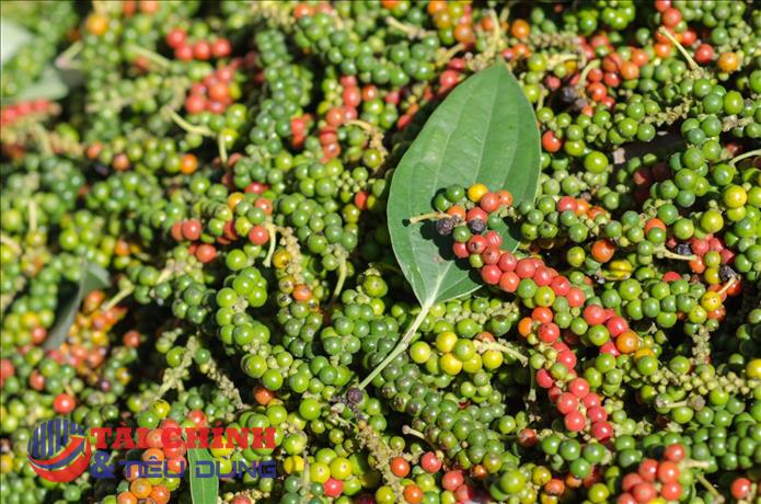 Giá tiêu hôm nay 22/12: Tiêu Việt giữ vững vị trí số 1 thế giới