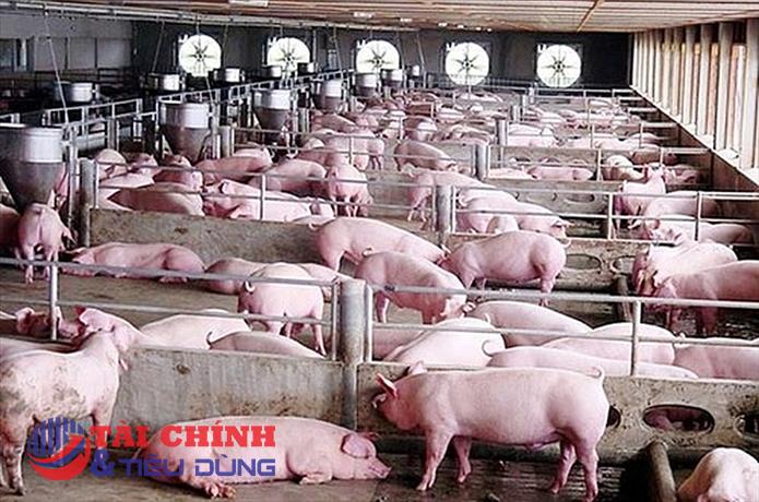 Giá heo hơi hôm nay 25/12: Không biến động, duy trì cao nhất 54.000 đồng/kg