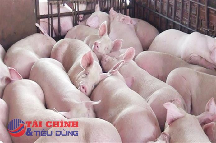Giá heo hơi hôm nay 28/12: Giảm nhẹ 1.000 đồng/kg tại khu vực phía Nam