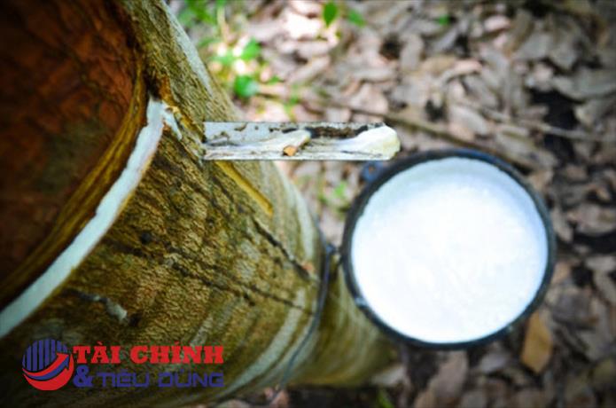 Giá cao su hôm nay 28/12: Biến động nhẹ dưới 0,5%