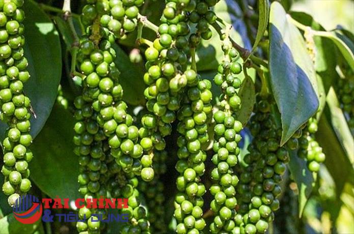 Giá tiêu hôm nay 4/1: Thị trường sôi động, trong nước tiếp tục duy trì mức ổn định