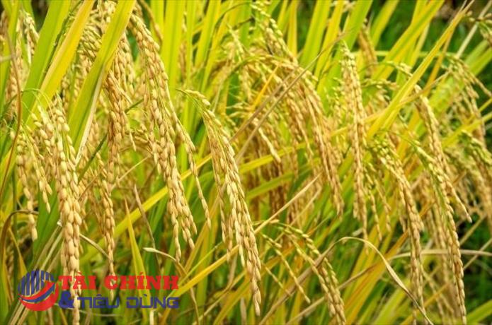 Giá lúa gạo hôm nay 4/1: Thị trường 'trầm lắng'