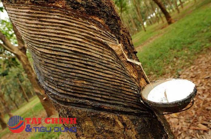 Giá cao su hôm nay 4/1: Cao su SHFE tăng hơn 2,5%