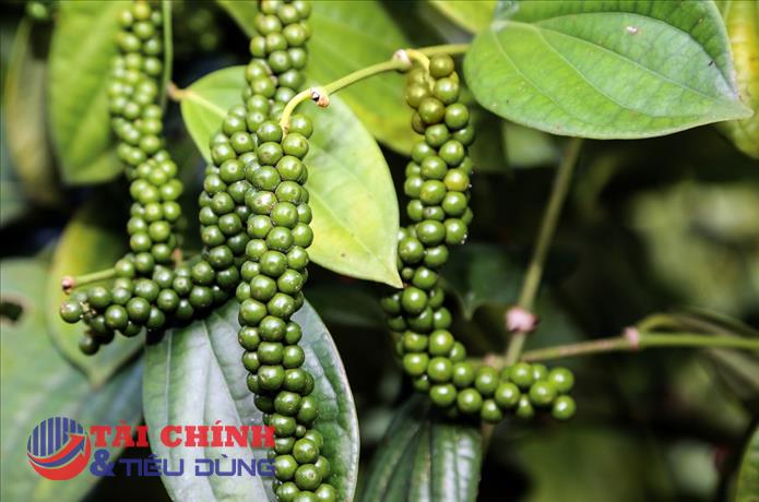Giá tiêu hôm nay 11/1: Nối dài chuỗi đi ngang, xuất khẩu tăng cả về lượng và giá