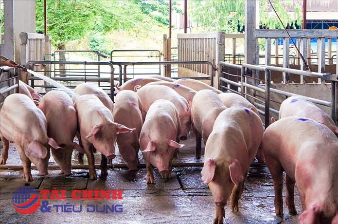 Giá heo hơi hôm nay 11/1: Biến động trái chiều ở một vài địa phương