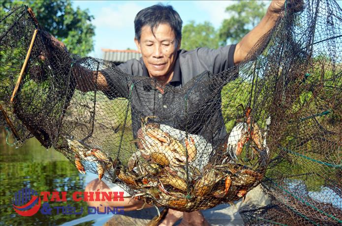 Trung Quốc mở cửa, giá cua Cà Mau tăng gấp đôi