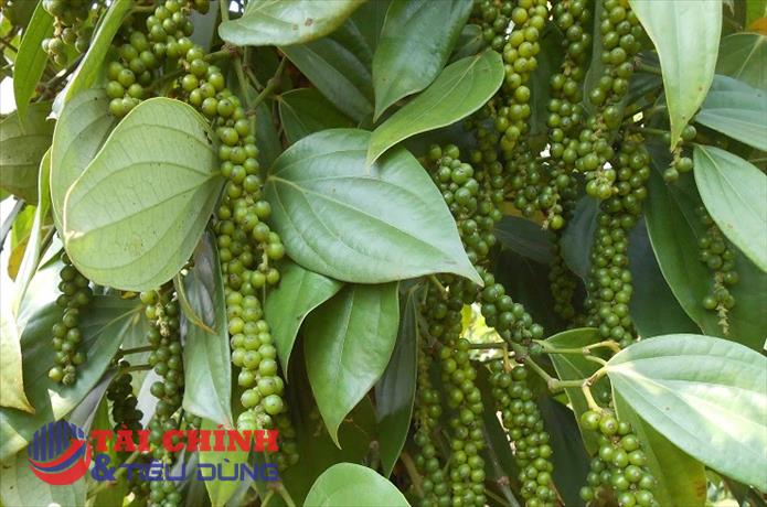 Giá tiêu hôm nay 18/1: Tiếp tục giảm 500 đồng/kg, quanh mốc 56.000 - 59.000 đồng/kg