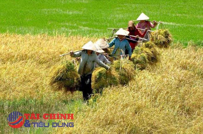 Giá lúa gạo hôm nay 18/1: Tiếp tục neo ở mức cao, song giao dịch ít