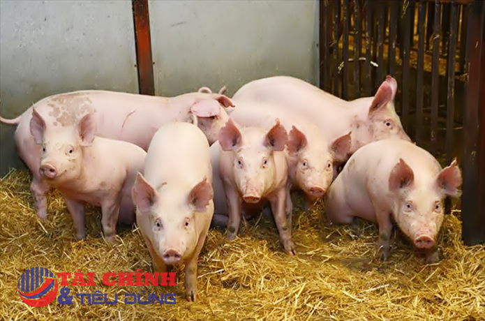 Giá heo hơi hôm nay 18/1: Tăng giảm trái chiều ở một vài địa phương