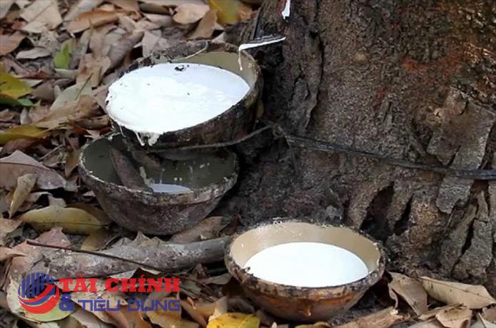 Giá cao su hôm nay 30/1: Cao su biến động trái chiều