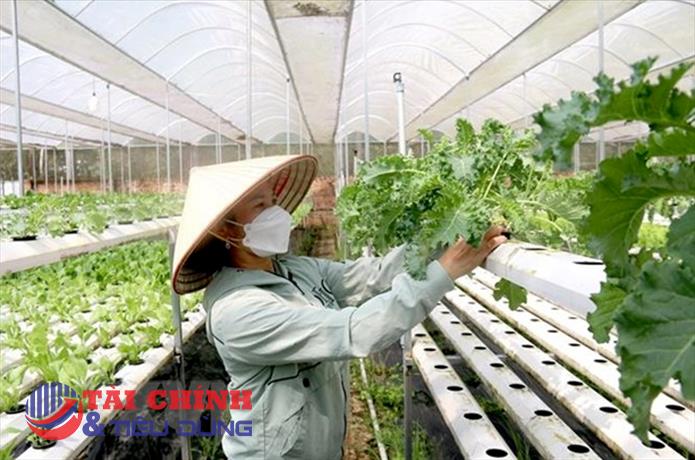 Thúc đẩy phát triển kinh tế hợp tác gắn với liên kết theo chuỗi giá trị