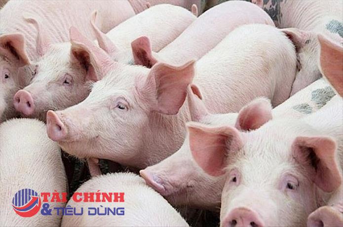 Giá heo hơi hôm nay 5/2: Giao dịch với mức cao nhất là 54.000 đồng/kg