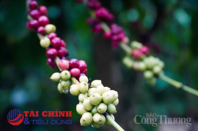 Giá cà phê hôm nay 9/2: Cà phê trong nước chạm mốc 44.000 đồng/kg