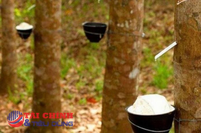 Giá cao su hôm nay 19/2: Liên tục biến động