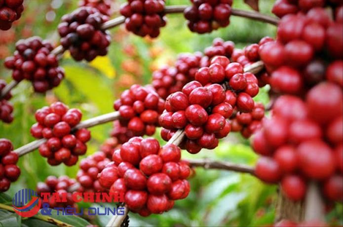 Thị trường hàng hóa 23/2: Giá dầu nối dài đà giảm, cà phê Robusta tăng hơn 3%