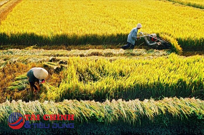 Giá lúa gạo hôm nay 24/2: Biến động trái chiều