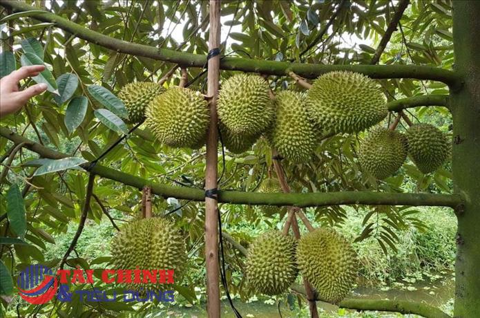 Nguy cơ dư thừa nguồn cung nếu phát triển 'nóng' diện tích sầu riêng