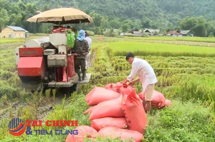 Giá lúa gạo hôm nay 26/2: Điều chỉnh tăng trở lại sau nhiều phiên giảm