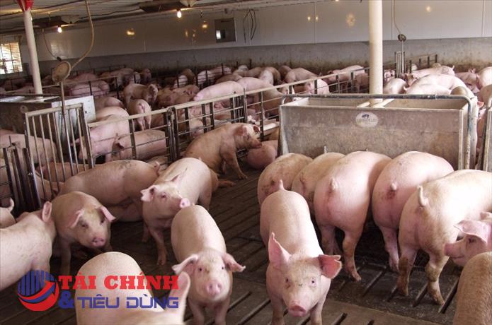 Giá heo hơi hôm nay 27/2: Dao động trong khoảng 48.000 - 53.000 đồng/kg