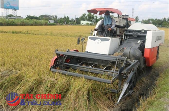 Giá lúa gạo hôm nay 13/3: Duy trì ổn định tại các tỉnh ĐBSCL