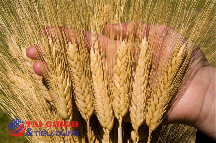 Thị trường hàng hóa 13/3: Giá hàng hóa thế giới giảm mạnh