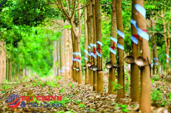 Giá cao su hôm nay 15/3: Sàn giao dịch tăng giảm trái chiều