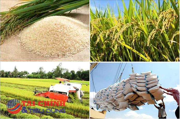 Giá lúa gạo hôm nay 16/3: Giá gạo xuất khẩu điều chỉnh tăng