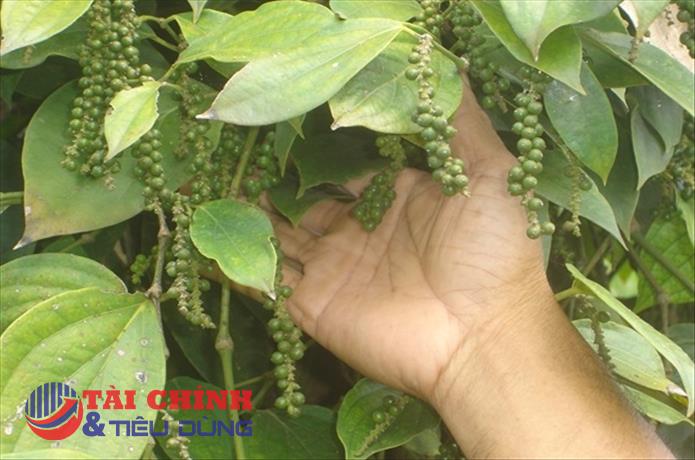 Giá tiêu hôm nay 20/3: Dao động quanh mốc từ 64.000 - 66.500 đồng/kg