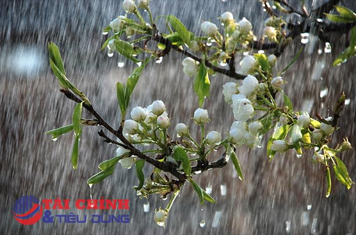 Thời tiết ngày 28/3: Bắc Bộ tiếp tục mưa rét, Quảng Bình đến Quảng Ngãi có mưa dông