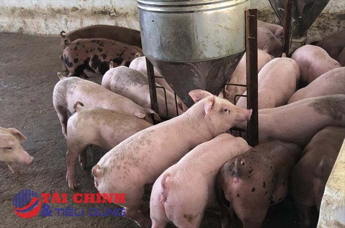 Giá heo hơi hôm nay 29/3: Tăng - giảm 1.000 đồng/kg