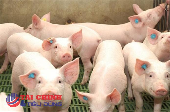 Giá thịt heo hôm nay 11/4: Giá thịt bán lẻ tại các chợ truyền thống, siêu thị vẫn neo ở mức cao